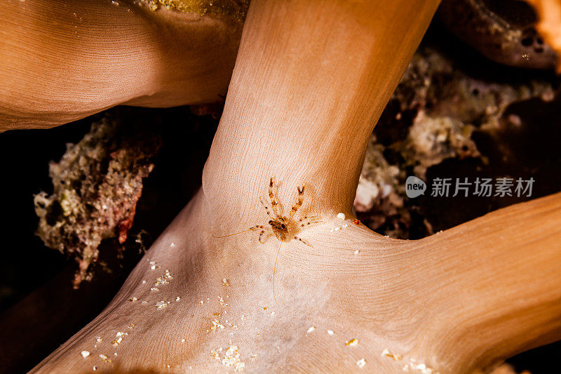 小矮胖龙虾Galthea sp.在Litophyton树软珊瑚，帕劳，密克罗尼西亚